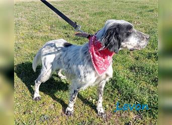 Levon 08/2020 (GRC) - verschmuster, ausgeglichener und anhänglicher English Setter!