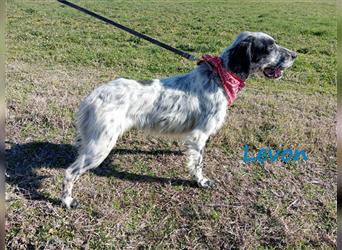 Levon 08/2020 (GRC) - verschmuster, ausgeglichener und anhänglicher English Setter!