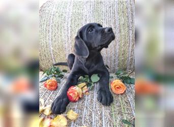 Labrador Retriever Welpen mit Ahnentafel aus Familienzucht