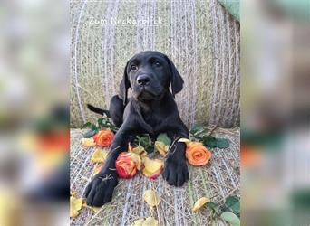 Labrador Retriever Welpen mit Ahnentafel aus Familienzucht