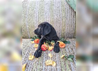 Labrador Retriever Welpen mit Ahnentafel aus Familienzucht