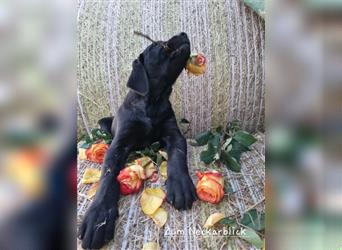 Labrador Retriever Welpen mit Ahnentafel aus Familienzucht