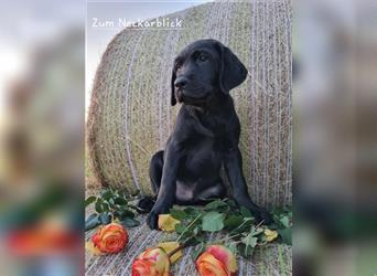 Labrador Retriever Welpen mit Ahnentafel aus Familienzucht