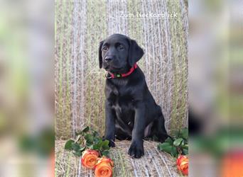 Labrador Retriever Welpen mit Ahnentafel aus Familienzucht