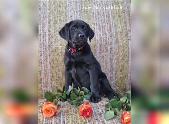 Labrador Retriever Welpen mit Ahnentafel aus Familienzucht