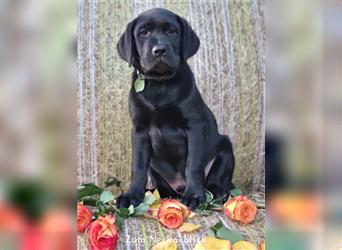 Labrador Retriever Welpen mit Ahnentafel aus Familienzucht