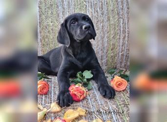 Labrador Retriever Welpen mit Ahnentafel aus Familienzucht