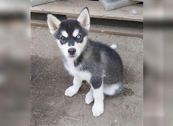 Australian - Shepherd - Husky - Mix Ausky Aussie Showlinie ALLE RESERVIERT