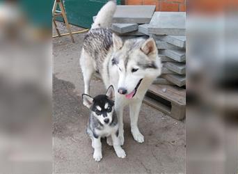 Australian - Shepherd - Husky - Mix Ausky Aussie Showlinie ALLE RESERVIERT