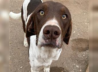 Paco, ein Traum von Hund, äusserst liebevoll und sozial