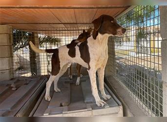 Paco, ein Traum von Hund, äusserst liebevoll und sozial