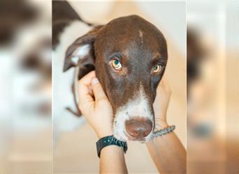 Paco, ein Traum von Hund, äusserst liebevoll und sozial