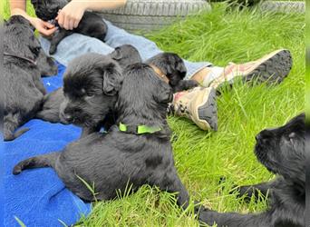 Riesenschnauzer vom Beisetal hat Welpen ab 01.08.2024 abzugeben, Riesenschnauzerzucht seit 30 Jahren