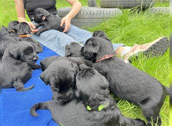 Riesenschnauzer vom Beisetal hat Welpen ab 01.08.2024 abzugeben, Riesenschnauzerzucht seit 30 Jahren