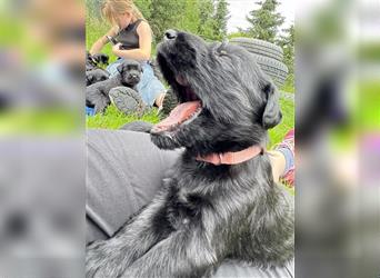 Riesenschnauzer vom Beisetal hat Welpen ab 01.08.2024 abzugeben, Riesenschnauzerzucht seit 30 Jahren