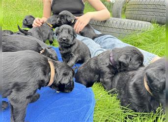 Riesenschnauzer vom Beisetal hat Welpen ab 01.08.2024 abzugeben, Riesenschnauzerzucht seit 30 Jahren