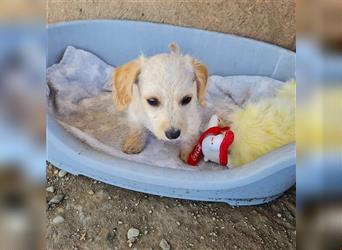 Sancho und Pancho, unschlagbares Duo sucht gemeinsames Zuhause