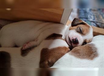 Bildschöne Jack Russell Terrier Welpen