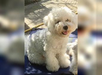 Bichon frise Welpen bildschön - suchen im Juli ein liebes Zuhause