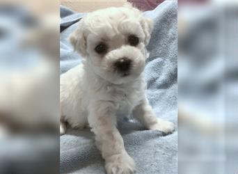 Bichon frise Welpen bildschön - suchen im Juli ein liebes Zuhause