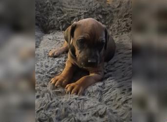 Reinrassige Rhodesian Ridgeback Welpen