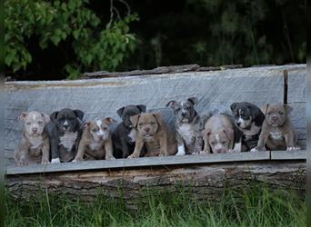 *nur noch 1 Weibchen* American Bully Welpen