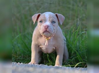 *nur noch 1 Weibchen* American Bully Welpen