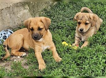 Bobiddi, niedlicher Pekinesen-Mix Jungspund sucht Anschluss