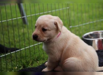 ABGABEBEREIT Labrador Welpen Arbeitslinie reinrassig