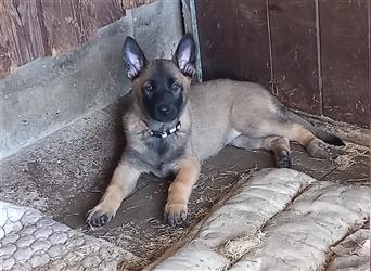 Malinoi x deutscher Schäferhund