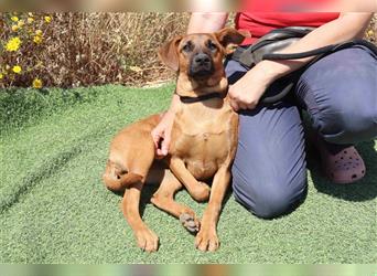 Paris, Mix Labrador / Pinscher , lieb und verträglich