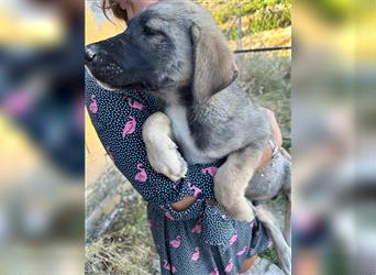 Leo einer von 5 süßen Bärchen sucht noch ein Zuhause mit Garten