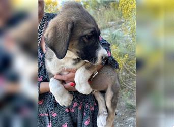 Tintin einer von 5 herzigen Bärchen sucht ein Heim mit Garten