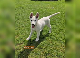 Schäferhund-Mix Welpen * Abgabebereit *