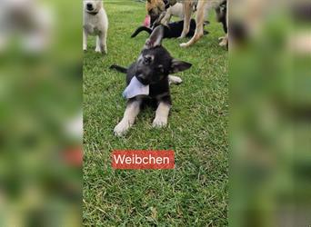 Schäferhund-Mix Welpen