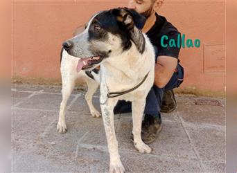 Callao 01/2022 (ESP) - super sympathischer, geselliger, verträglicher und verspielter Junghund!