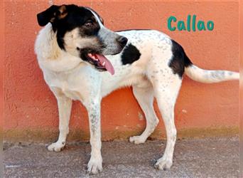 Callao 01/2022 (ESP) - super sympathischer, geselliger, verträglicher und verspielter Junghund!
