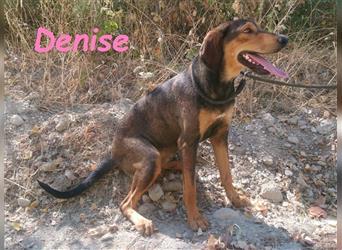 Denise 06/2022 (GRC Pflegestelle) - ruhige und zarte Griechische Jagdhhund Mix Dame!