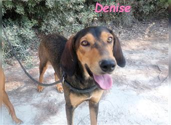 Denise 06/2022 (GRC Pflegestelle) - ruhige und zarte Griechische Jagdhhund Mix Dame!