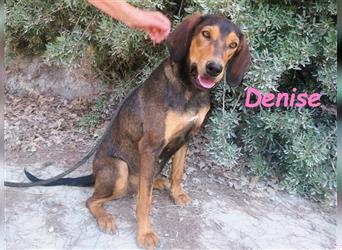 Denise 06/2022 (GRC Pflegestelle) - ruhige und zarte Griechische Jagdhhund Mix Dame!