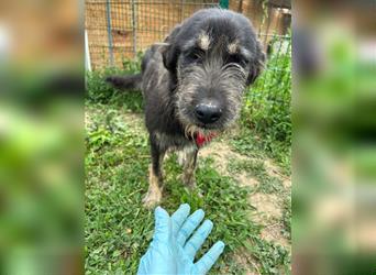 Der schnauzbärtige EMIL sucht ein Für Immer Zuhause