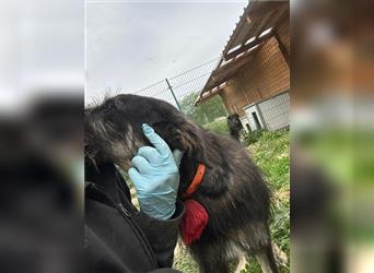 Der schnauzbärtige EMIL sucht ein Für Immer Zuhause