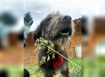 Der schnauzbärtige EMIL sucht ein Für Immer Zuhause