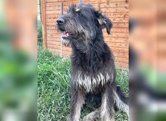 Die schnauzbärtige EGON sucht ein  Für Immer Zuhause