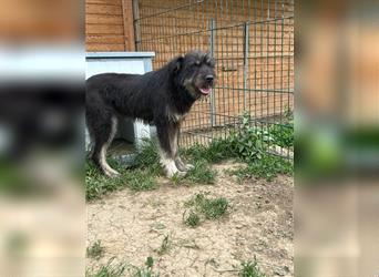 Die schnauzbärtige EGON sucht ein  Für Immer Zuhause