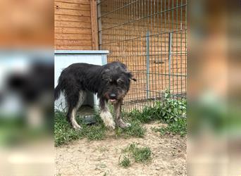 Die schnauzbärtige EGON sucht ein  Für Immer Zuhause