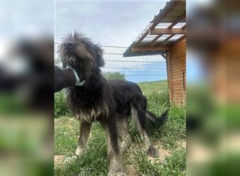 Die schnauzbärtige EGON sucht ein  Für Immer Zuhause