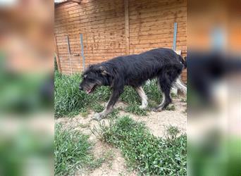 Die schnauzbärtige EGON sucht ein  Für Immer Zuhause