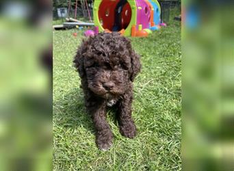 Lagotto Romagnolo - Welpen   -  1 Rüde sucht (wieder) ein tolles Zuhause