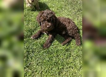 Lagotto Romagnolo - Welpen   -  1 Rüde sucht (wieder) ein tolles Zuhause